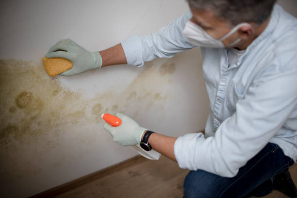 Best Commercial Mold Remediation in Highland, KS
