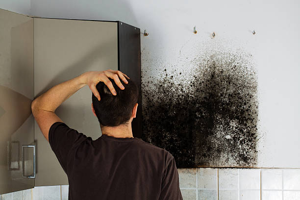 Best Residential Mold Remediation in Highland, KS