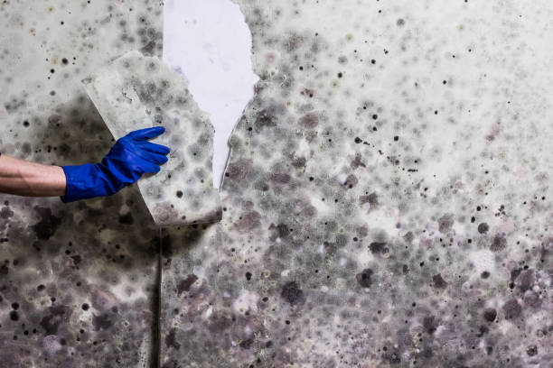 Best Basement Mold Remediation in Highland, KS